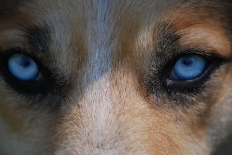 Ojos azules intensos de un perro, con pelaje marrón y blanco. Podría ser un signo de glaucoma en perros.