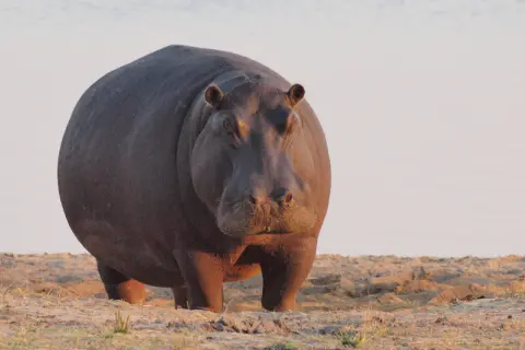 Potężny hipopotam na piaszczystym brzegu. Zastanawiasz się, ile waży hipopotam? Ten olbrzym robi wrażenie!