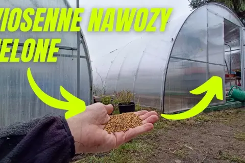 Kiedy siać gorczycę na nawóz zielony? Optymalny termin i korzyści