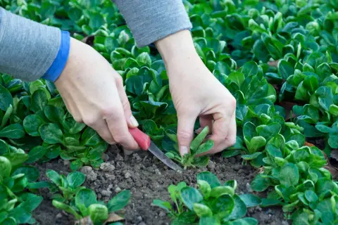 Hände ernten mit einem kleinen Messer frischen Feldsalat aus dem Beet.