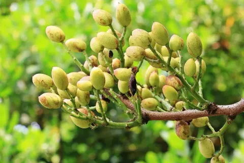 W jakim kraju rosną pistacje? Poznaj największych producentów!