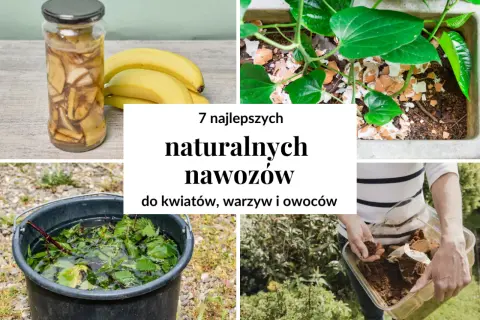 Jak zrobić nawóz naturalny? Praktyczne przepisy na ekologiczne nawozy do roślin