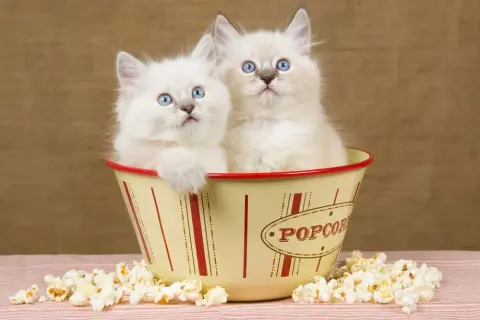 Czy koty mogą jeść popcorn? Zaskakujące fakty o bezpieczeństwie przekąski