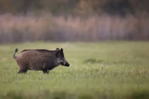 Jak szybko biega dzik? Zaskakujące fakty o prędkości dzików