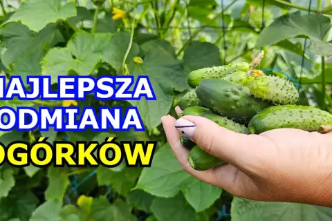Jakie ogórki do siania - wybierz najlepsze odmiany do uprawy