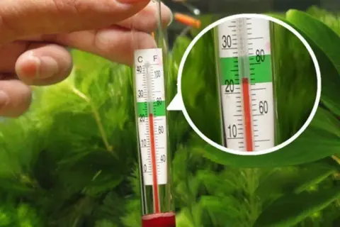 Idealna temperatura w akwarium: klucz do zdrowia ryb i roślin
