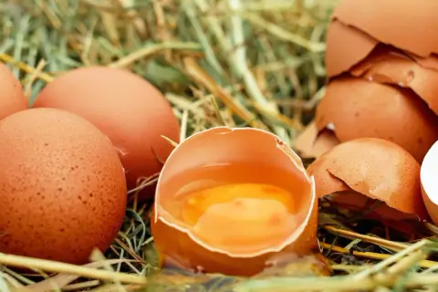 Jakie kury znoszą jajka bez cholesterolu? Odkryj zdrowe rasy kur