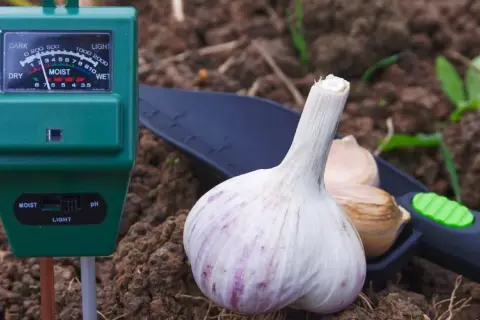 Jak zakwasić ziemię w doniczce - proste metody na idealne pH
