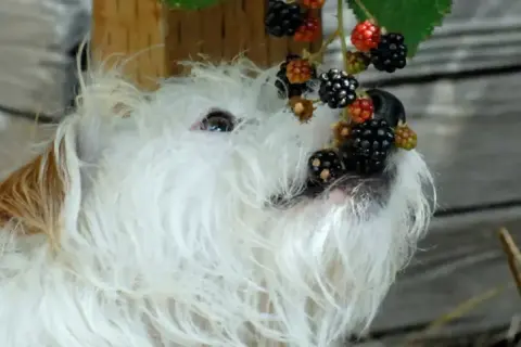 Czy pies może jeść jeżyny? Sprawdź, co musisz wiedzieć o ich diecie