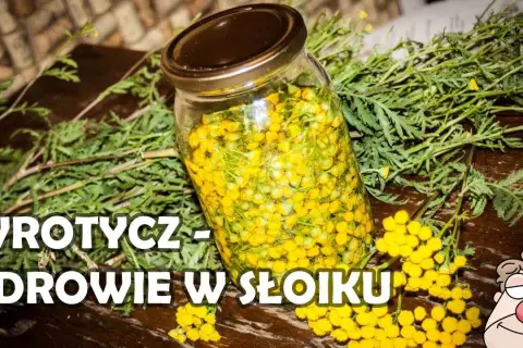 Jak zrobić nalewkę z wrotyczu - prosta receptura na zdrowie