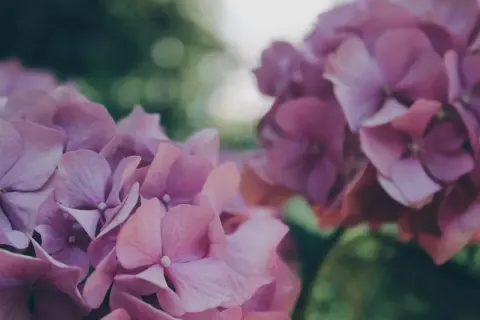 Cuidados de las hortensias en maceta para evitar su muerte prematura