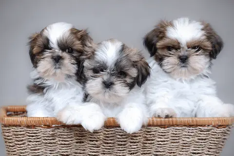 Ile kosztuje szczeniak shih tzu? Ceny, które zaskoczą przyszłych właścicieli