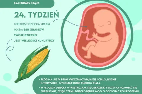 24 tydzień ciąży: jak wygląda dziecko i co się zmienia w rozwoju