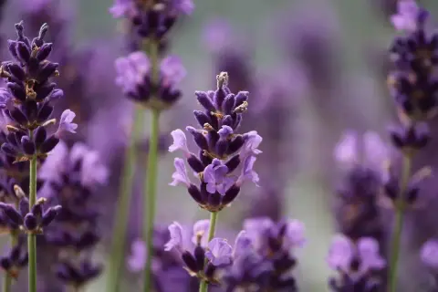 Plantas que ahuyentan los mosquitos: el secreto para disfrutar al aire libre