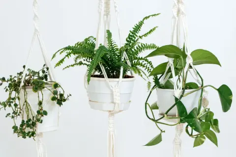 Plantas que cuelgan: transforma tu hogar con estas opciones únicas