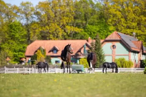 Kadyny stadnina koni - historia, atrakcje i aktualne oferty jeździeckie