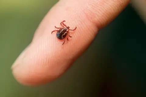 Jakie choroby przenosi kleszcz i jak ich unikać, by się nie zarazić