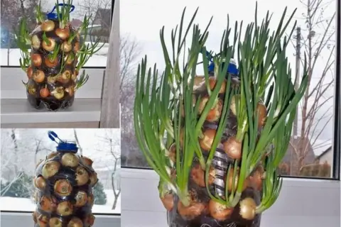 Poznaj kreatywne sposoby na wykorzystanie butelek plastikowych w ogrodzie