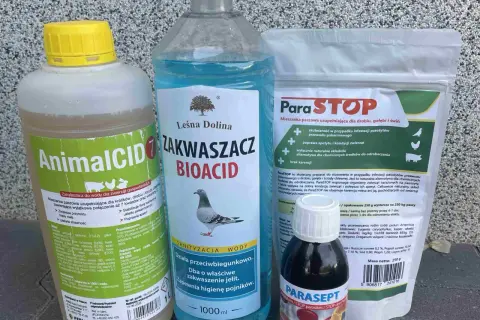 Kiedy odrobaczać gołębie: Skuteczne terminy i częstotliwość zabiegów