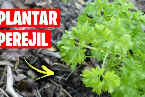 Cuándo se planta el perejil: evita errores comunes y logra éxito