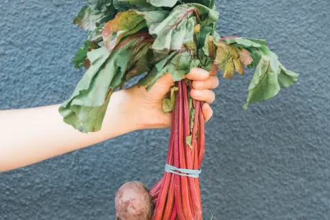 Qué se planta en septiembre: las mejores hortalizas para tu huerto