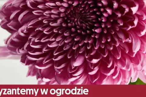 Kiedy sadzić chryzantemy do gruntu, aby uniknąć przymrozków?