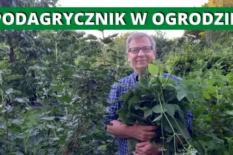Jak skutecznie pozbyć się podagrycznika z ogrodu - 5 sprawdzonych metod