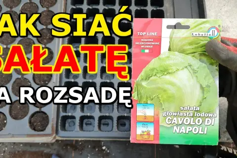 Jak siać sałatę na rozsadę, aby uniknąć najczęstszych błędów