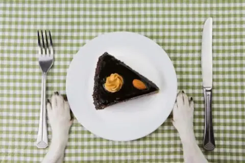 Czy pies może jeść cukier? Dowiedz się, dlaczego to niebezpieczne