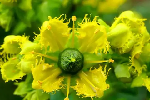 Plantas que ahuyentan moscas: mantén tu hogar libre de plagas