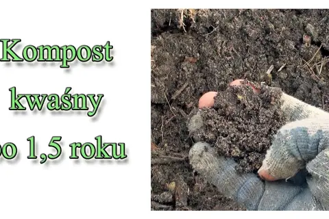 Jak zrobić kwaśny kompost, aby rośliny kwasolubne były zdrowe i silne