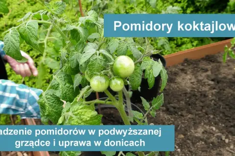 Jak uprawiać pomidory koktajlowe i uniknąć najczęstszych błędów