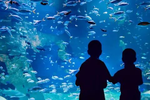 Największe oceanarium na świecie – zaskakujące fakty i porównania