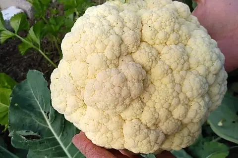 Cuándo se planta la coliflor para obtener la mejor cosecha posible