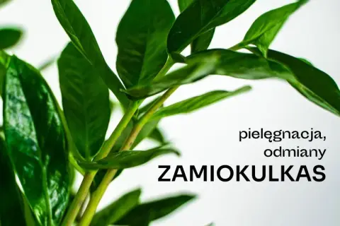 Czy zamiokulkas może stać w sypialni? Oto co musisz wiedzieć