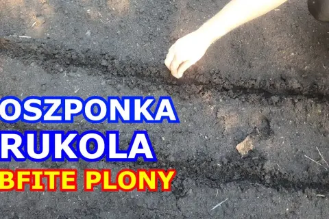 Jak siać rukolę: proste kroki do udanej uprawy w ogrodzie