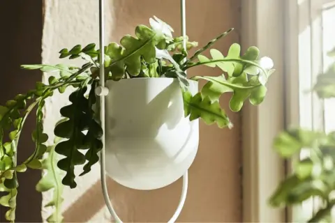 Transforma tu hogar con macetas colgantes interiores para un estilo único