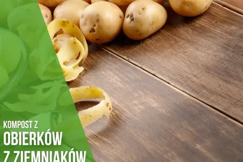 Czy obierki z ziemniaków nadają się na kompost? Bezpieczne metody i zasady.