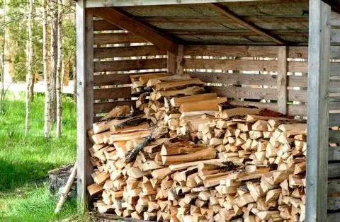 Jakie drzewo na ognisko? Oto najlepsze wybory do udanego ogniska