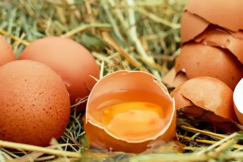 Jakie kury znoszą jajka bez cholesterolu? Odkryj rasy z niższym cholesterolem