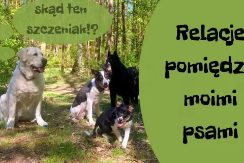 Jak wprowadzić szczeniaka do domu z psem, aby uniknąć konfliktów