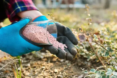 Ile nawozu Yara Mila na trawnik? Odkryj idealne dawkowanie dla zdrowej trawy