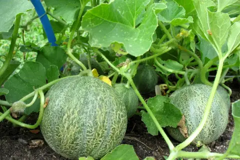Cuándo se planta los melones: evita errores comunes en su siembra