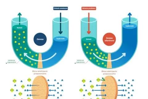 Osmoza: Kluczowe zjawisko biologiczne, które musisz zrozumieć