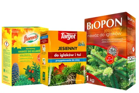 Kiedy nawóz jesienny do tui? Kluczowe terminy dla zdrowia roślin