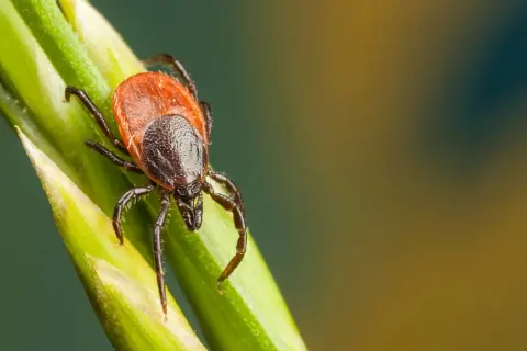 Jakie ptaki jedzą kleszcze? Oto zaskakujące gatunki, które pomogą