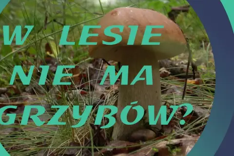 Dlaczego nie ma grzybów w lesie? Odkryj przyczyny i porady