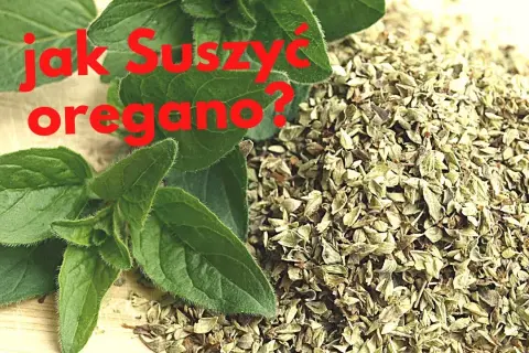 Jak suszyć oregano w domu - proste metody na zachowanie smaku