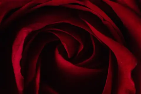 Wiersz dla pary młodej: Jak wzruszyć nowożeńców poezją?