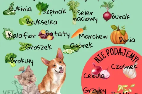 Czy koty mogą jeść czosnek? Poznaj zagrożenia i objawy zatrucia
